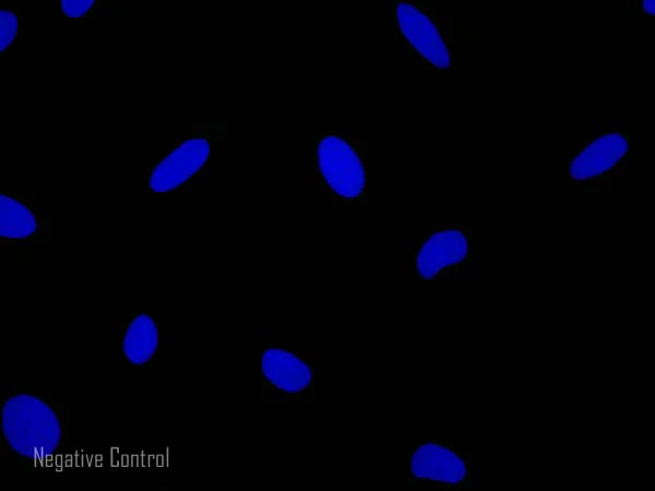 Immunocytochemistry/ Immunofluorescence - Rabbit F(ab')2 Anti-Rat IgG H&L (Alexa Fluor® 488) (AB169346)