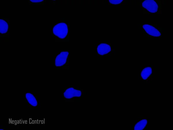 Immunocytochemistry/ Immunofluorescence - Rabbit F(ab')2 Anti-Rat IgG H&L (Alexa Fluor® 647) (AB169349)