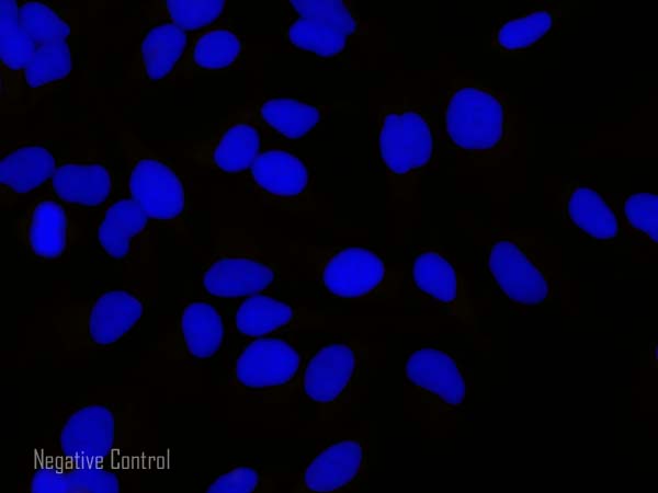 Immunocytochemistry/ Immunofluorescence - Rabbit Anti-Goat IgG H&L (Alexa Fluor® 488) (AB150141), expandable thumbnail