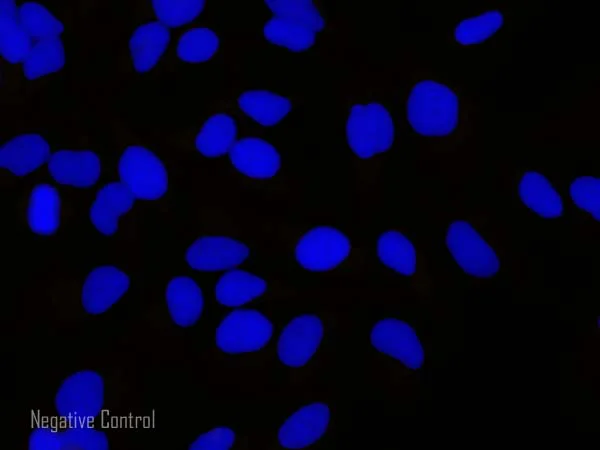 Rabbit Anti Goat (IgG) secondary antibody Alexa Fluor® 488