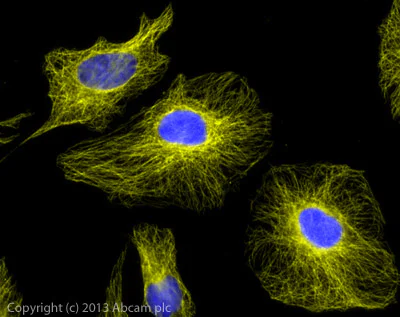 Immunocytochemistry/ Immunofluorescence - Rabbit Anti-Goat IgG H&L (Alexa Fluor® 555) (AB150142)