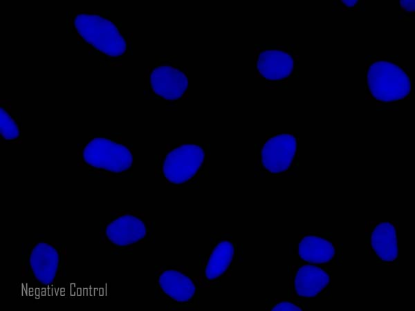Immunocytochemistry/ Immunofluorescence - Rabbit Anti-Goat IgG H&L (Alexa Fluor® 555) preadsorbed (AB150146), expandable thumbnail