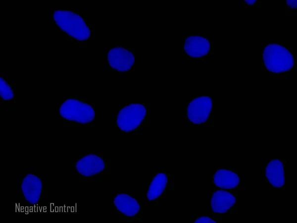 Immunocytochemistry/ Immunofluorescence - Rabbit Anti-Goat IgG H&L (Alexa Fluor® 555) preadsorbed (AB150146)
