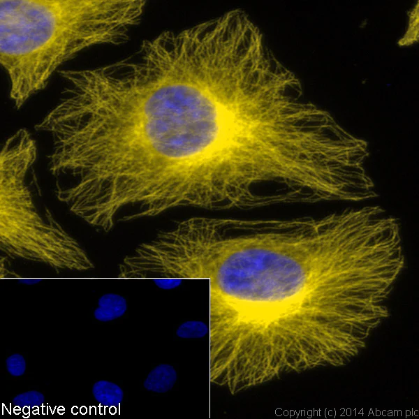 Immunocytochemistry/ Immunofluorescence - Rabbit Anti-Goat IgG H&L (Alexa Fluor® 568) preadsorbed (AB175707)