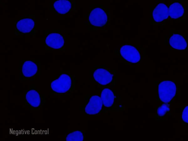 Immunocytochemistry/ Immunofluorescence - Rabbit Anti-Goat IgG H&L (Alexa Fluor® 594) preadsorbed (AB150148)