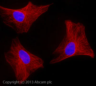 Immunocytochemistry/ Immunofluorescence - Rabbit Anti-Goat IgG H&L (Alexa Fluor® 647) (AB150143)