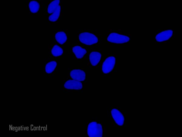 Immunocytochemistry/ Immunofluorescence - Rabbit Anti-Goat IgG H&L (Alexa Fluor® 647) preadsorbed (AB150147), expandable thumbnail