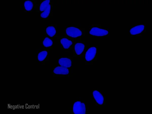 Immunocytochemistry/ Immunofluorescence - Rabbit Anti-Goat IgG H&L (Alexa Fluor® 647) preadsorbed (AB150147)