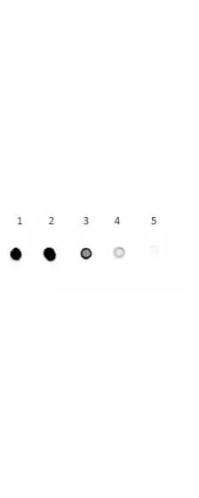 Dot Blot - Rabbit Anti-Goat IgG H&L (Alkaline Phosphatase) (AB6742)