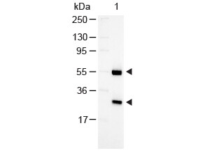 Rabbit Anti-Goat IgG H&L (Alkaline Phosphatase)
