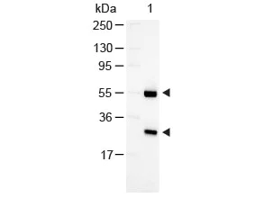 Western blot - Rabbit Anti-Goat IgG H&L (Alkaline Phosphatase) (AB6742)