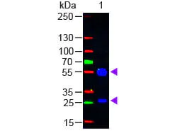 Western blot - Rabbit Anti-Goat IgG H&L (FITC) (AB6737)