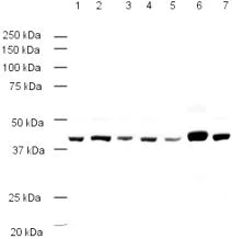Western blot - Rabbit Anti-Goat IgG H&L (HRP) (AB6741)