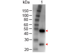 Western blot - Rabbit Anti-Goat IgG H&L (HRP) (AB6741), expandable thumbnail