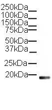 Western blot - Rabbit Anti-Goat IgG H&L (HRP) (AB6741)