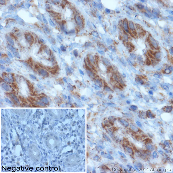 Immunohistochemistry (Formalin/PFA-fixed paraffin-embedded sections) - Rabbit Anti-Goat IgG H&L (HRP) (AB97100)
