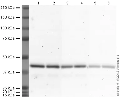 Western blot - Rabbit Anti-Goat IgG H&L (HRP) (AB97100)