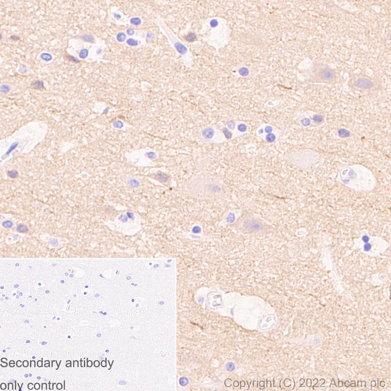 Immunohistochemistry (Formalin/PFA-fixed paraffin-embedded sections) - Rabbit Anti-Goat IgG H&L preadsorbed (AB97101)