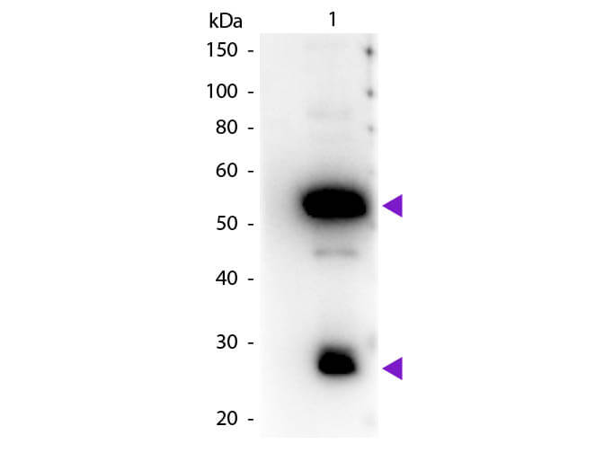 Western blot - Rabbit Anti-Guinea pig IgG H&L (HRP) (AB6771)
