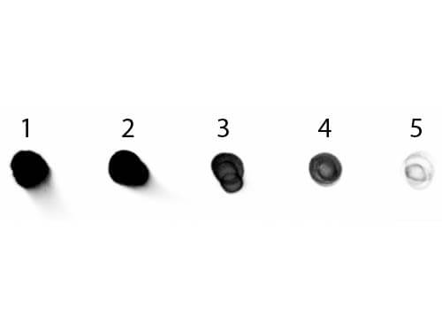 Dot Blot - Rabbit Anti-Human IgG H&L (Alkaline Phosphatase) (AB6760), expandable thumbnail