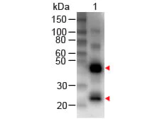 Western blot - Rabbit Anti-Human IgG H&L (Biotin) (AB6758)