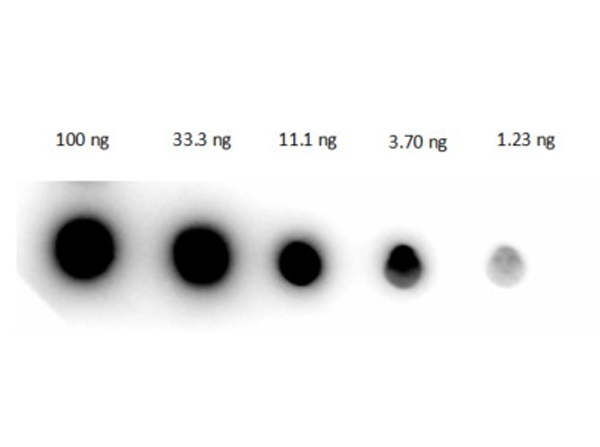 Dot Blot - Rabbit Anti-Human IgG H&L (HRP) (AB6759), expandable thumbnail