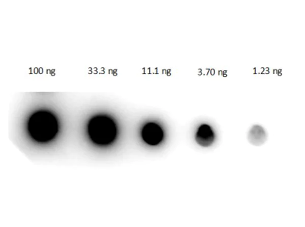 Dot Blot - Rabbit Anti-Human IgG H&L (HRP) (AB6759)