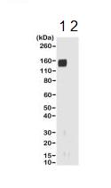 Western blot - Anti-Rabbit IgG Fab region antibody [RMG01] (AB190495), expandable thumbnail
