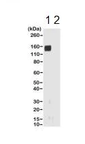 Western blot - Anti-Rabbit IgG Fab region antibody [RMG01] (AB190495)