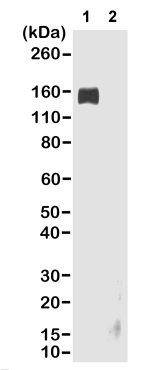 Western blot - Anti-Rabbit IgG Fc antibody [RMG02] (AB190492), expandable thumbnail