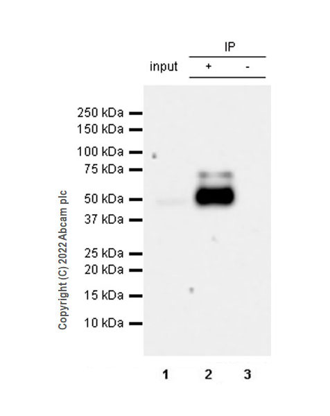 Immunoprecipitation - Rabbit IgG, monoclonal [EPR25A] - Isotype Control (ab172730), expandable thumbnail