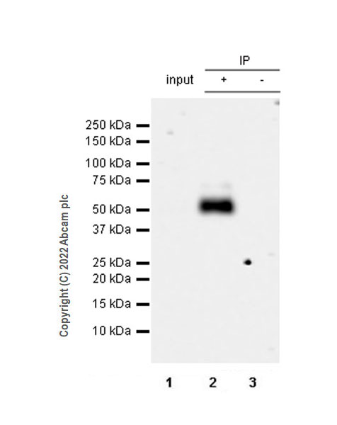 Immunoprecipitation - Rabbit IgG, monoclonal [EPR25A] - Isotype Control (ab172730), expandable thumbnail