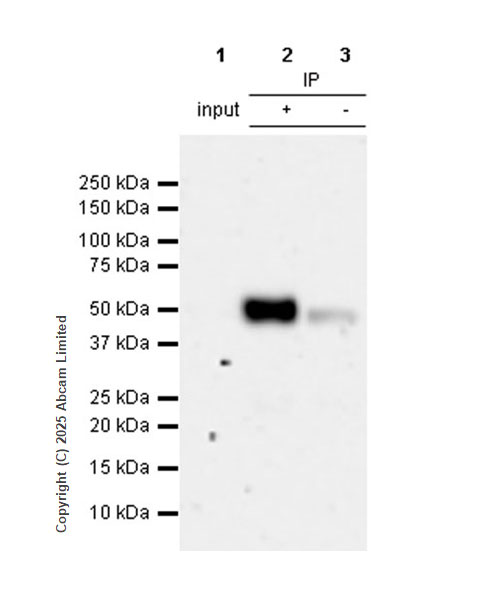 Immunoprecipitation - Rabbit IgG, monoclonal [EPR25A] - Isotype Control (ab172730), expandable thumbnail
