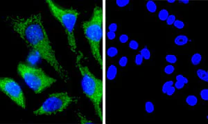 Immunocytochemistry/ Immunofluorescence - Rabbit IgG, monoclonal [EPR25A] - Isotype Control - BSA and Azide Free (AB210849)