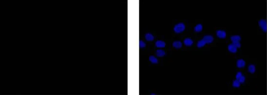 Immunocytochemistry/ Immunofluorescence - Rabbit IgG, monoclonal [EPR25A] - Isotype Control - BSA and Azide Free (AB210849)