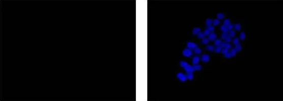 Immunocytochemistry/ Immunofluorescence - Rabbit IgG, monoclonal [EPR25A] - Isotype Control - BSA and Azide Free (AB210849)