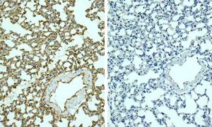 Rabbit IgG antibody [EPR25A] - BSA and azide free (ab210849) | Abcam