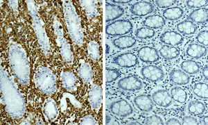Rabbit IgG antibody [EPR25A] - BSA and azide free (ab210849