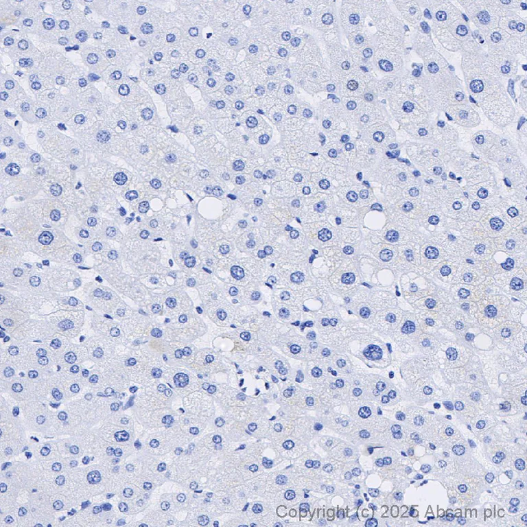 Immunohistochemistry (Formalin/PFA-fixed paraffin-embedded sections) - Rabbit IgG, monoclonal [EPR25A] - Isotype Control - BSA and Azide Free (AB210849)