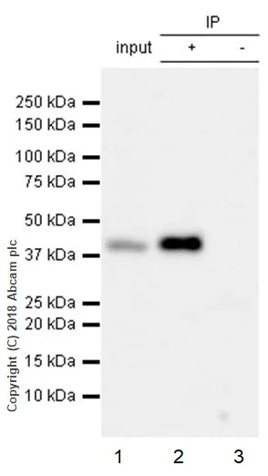 Immunoprecipitation - Rabbit IgG, monoclonal [EPR25A] - Isotype Control - BSA and Azide Free (AB210849)
