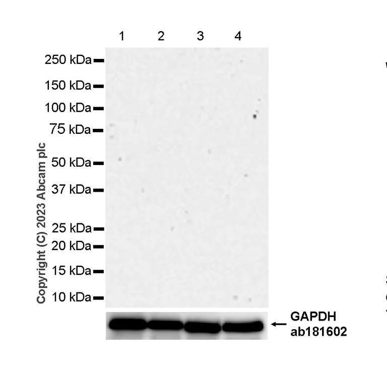 Western blot - Rabbit IgG, monoclonal [EPR25A] - Isotype Control - BSA and Azide Free (AB210849)