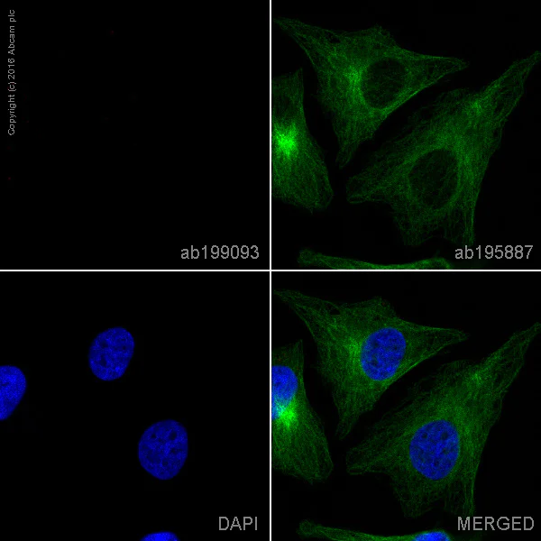 Immunocytochemistry/ Immunofluorescence - Rabbit IgG, monoclonal [EPR25A] - Isotype Control (Low endotoxin, Azide free) (AB199376)