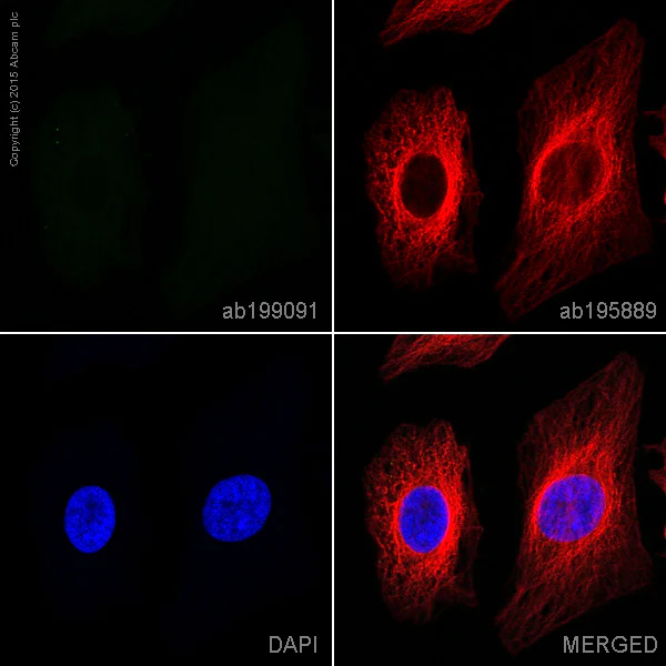 Immunocytochemistry/ Immunofluorescence - Rabbit IgG, monoclonal [EPR25A] - Isotype Control (Low endotoxin, Azide free) (AB199376)
