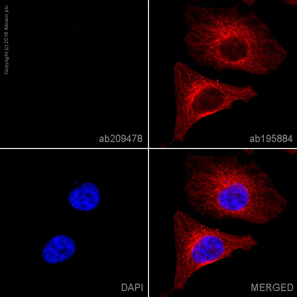 Immunocytochemistry/ Immunofluorescence - Rabbit IgG, monoclonal [EPR25A] - Isotype Control (Low endotoxin, Azide free) (AB199376)