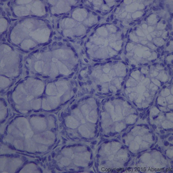 Immunohistochemistry (Formalin/PFA-fixed paraffin-embedded sections) - Rabbit IgG, monoclonal [EPR25A] - Isotype Control (Low endotoxin, Azide free) (AB199376)