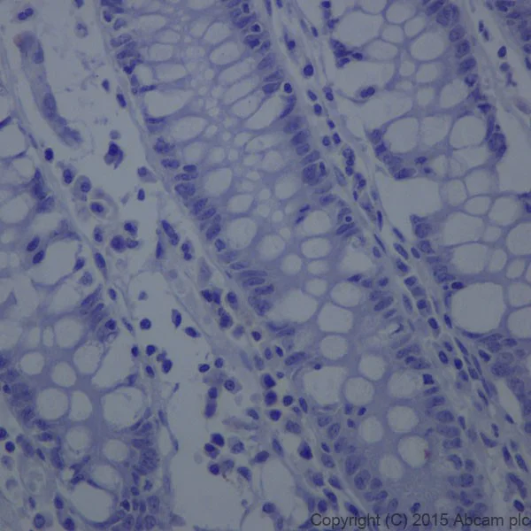 Immunohistochemistry (Formalin/PFA-fixed paraffin-embedded sections) - Rabbit IgG, monoclonal [EPR25A] - Isotype Control (Low endotoxin, Azide free) (AB199376)