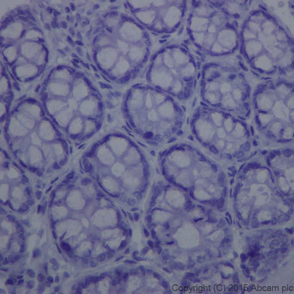 Immunohistochemistry (Formalin/PFA-fixed paraffin-embedded sections) - Rabbit IgG, monoclonal [EPR25A] - Isotype Control (Low endotoxin, Azide free) (AB199376)
