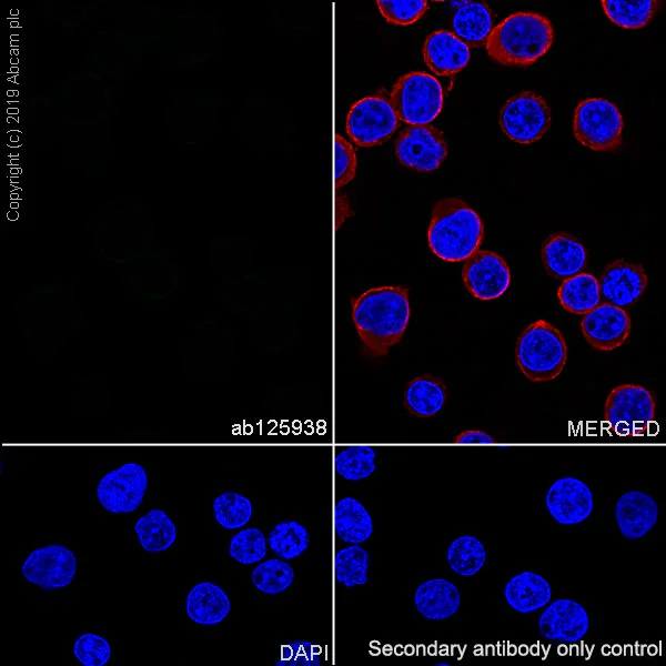Immunocytochemistry/ Immunofluorescence - Rabbit IgG, monoclonal [SP137] - isotype control (BSA and Azide free) (AB208334)