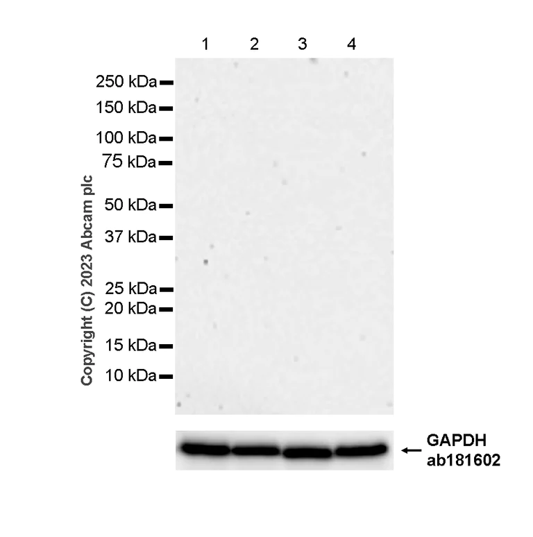 Western blot - Rabbit IgG, monoclonal [SP137] - isotype control (BSA and Azide free) (AB208334)