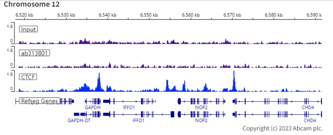 ChIP-sequencing - Rabbit IgG, multiclonal [RM1060] - Isotype control (AB313801), expandable thumbnail